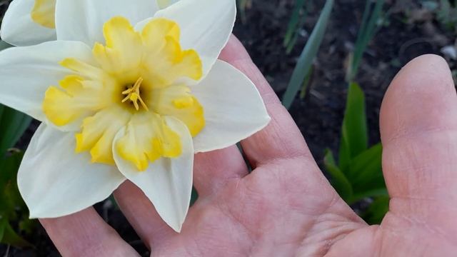 #splitnarcissus / Популярный нарцисс с расщеплённой коронкой. Особенности строения цветка. смотреть онлайн