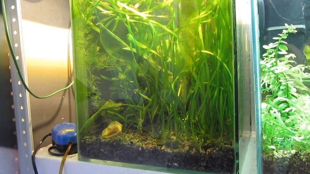 Наконец-то выросла валлиснерия! Но пропали все мальки смотреть онлайн