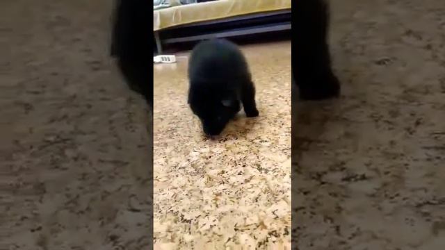 #ПИТОМНИК URSO BRAVO. 🐾🐾 смотреть онлайн