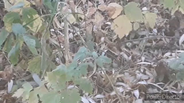 Полевая мышь смотреть онлайн