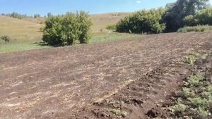 Почвенный гербицид Стомп обработка участка в августе. Обработка фитоспорином