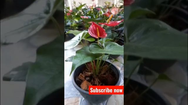 Anthurium details in sinhala | Anthurium dakota | #harithalowa #gewathuwagawa