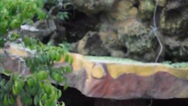 CÂY CẢNH VIỆT - CÂY SANH NGUỒN GỐC PHÚ YÊN.wmv смотреть онлайн