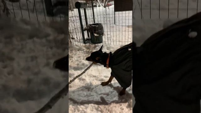 Немецкий Пинчер Райтер на прогулке. смотреть онлайн