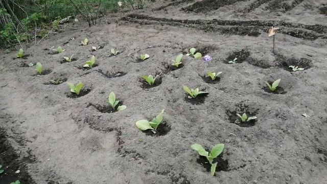 Оброз весенних посадок. Лук, помидоры, земляника, табак. смотреть онлайн