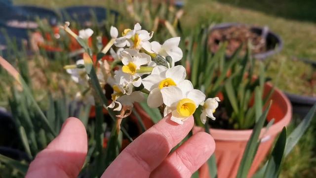 Narcissus compressus a lightly scented Tazetta daffodil recommended for indoor fragrance