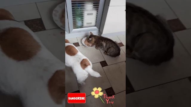 Друзья, Барсик и Купер.Джек Рассел терьер #собака смотреть онлайн