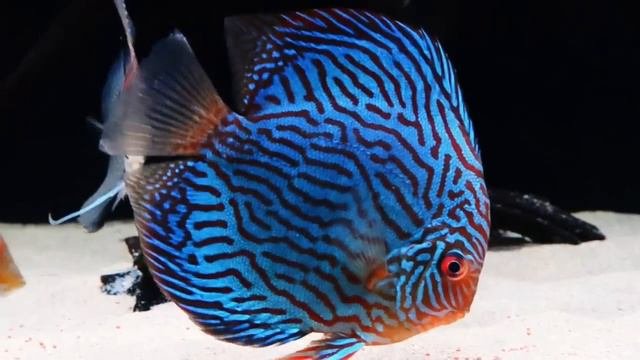 Дискус красный туркис (Discus Red Turquoise)