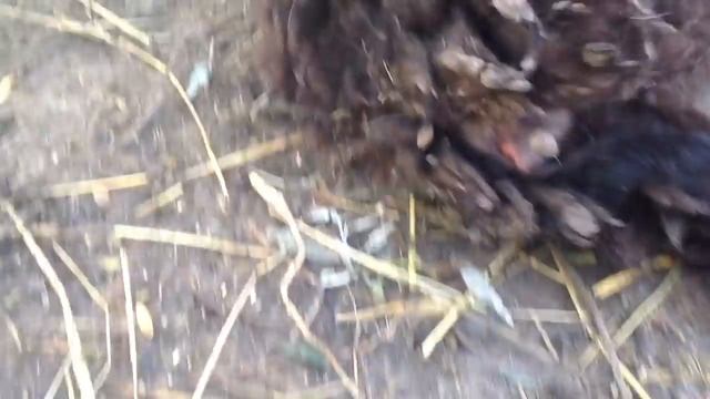 Животные в хозяйстве/Овца или Баран..?