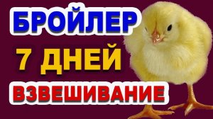 Как растут цыплята, из пищевого яйца, на "СЛАВНОМ КОРМЕ" от Премикс и пробиотиках от БИОТЕХАГРО