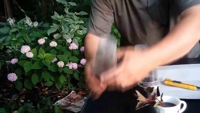 Как размножить пузыреплодник. Пять отличных способов! смотреть онлайн