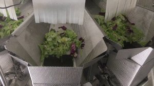 Дозирование и упаковка листовых салатов в Пакет