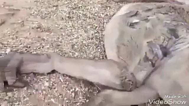 Драконы существует!!! смотреть онлайн