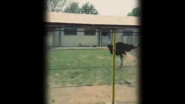 Зоопарк в Шымкенте смотреть онлайн