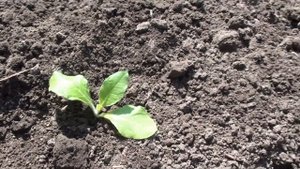 Посадка табака в открытый грунт