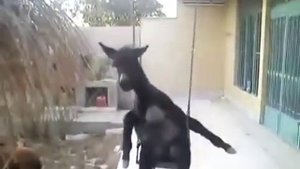 Мой гора любимый родина Кавказ.....