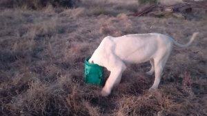 Лиса и кувшин, ой, то есть львица и канистра.