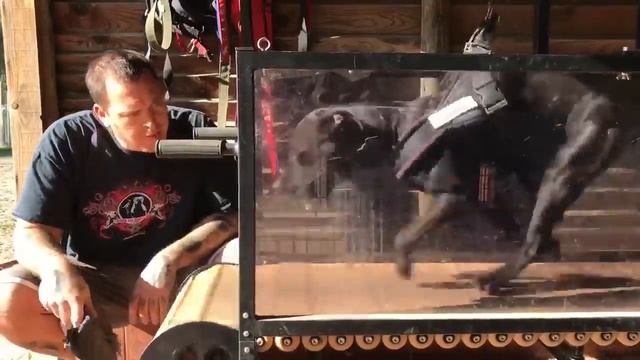 Firepaw Dog Treadmill with American Pitbull in Portugal смотреть онлайн