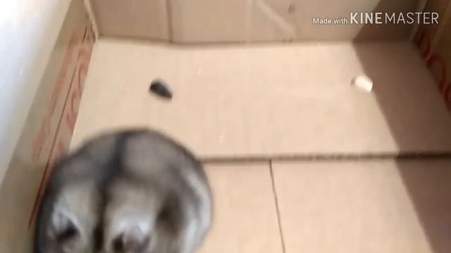 Хомяки кушают то, что им больше нравиться или что первое попадётса? ?