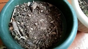 Советуют хранить клубни в опилках, но я сделаю по другому! Как сохранить клубни Бегонии до весны!