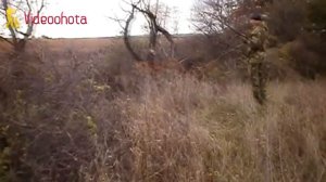 Охота на фазана!ВОСХИТИТЕЛЬНО-Videoohota