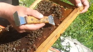 Подсаживаю неплодных маток в отводки.