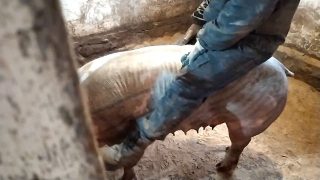 Как Определить что Свиноматка Беременна?! Как с такими Свиноматками можно что-то Определить?