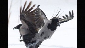 Блок А. "Ворона"