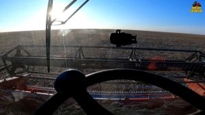 Уборка кукурузы в декабре. Очень тяжелый сезон 2022