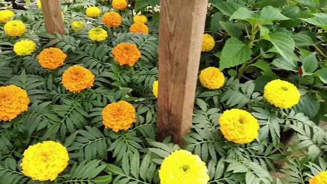 КАК СДЕЛАТЬ ЦВЕТОК КРУПНЫМ? СЕКРЕТ ПЫШНОГО ЦВЕТЕНИЯ! смотреть онлайн