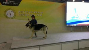 Представление породы ВЕО