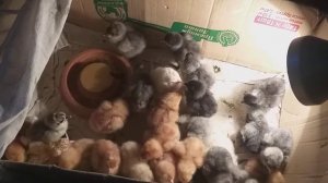 как отличить петушка от курицы. ломан браун и доминант д107