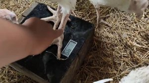 Индюшатам 2 месяца. Чем кормлю и какой вес?