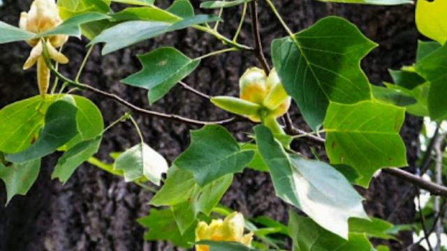 🌱⚘🌼🌱⚘The tree with tulips (Liriodendron tulipifera } bloomed🌱⚘🌼🌱⚘ смотреть онлайн