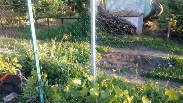 Первая корневая подкормка винограда. Нитроаммофоска.