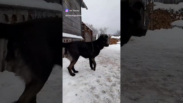 Сшила птичку . Декор на окно .Кот Чуперд , пёс Лордик . Снег . Ноябрь 2022 г. смотреть онлайн