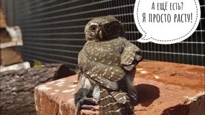 Сычик Пуньк забрал свою вечернюю мышу. Самая маленькая и самая голодная сова