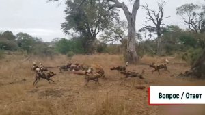 В ЮАР сняли на видео схватку гиен, диких собак и леопарда за добычу