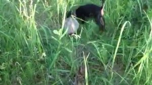 Баярд 3 мес притравка по кролику 1