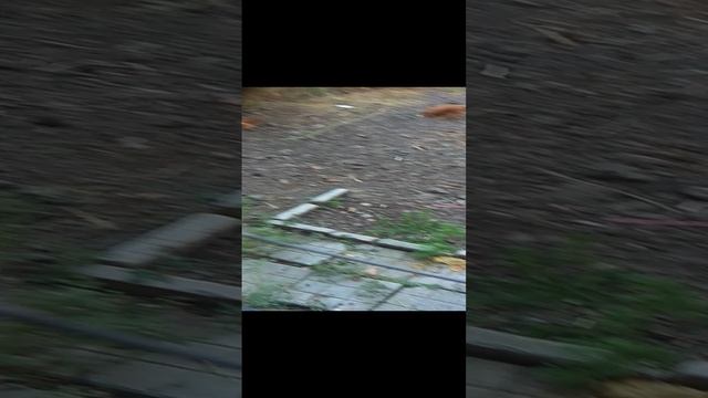 Цыплята Редбро 8 недель.mp4