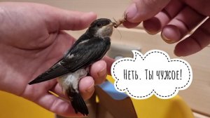Новый гость в совином доме. Маленькая ласточка выпала из гнезда