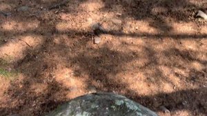 Россия.Урал.Кисегач.Чудо камень в Ильменском заповеднике