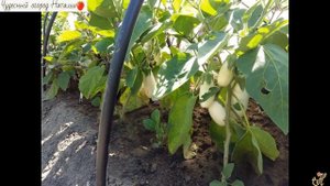 Полив томатов,  перцев и  баклажанов в открытом грунте