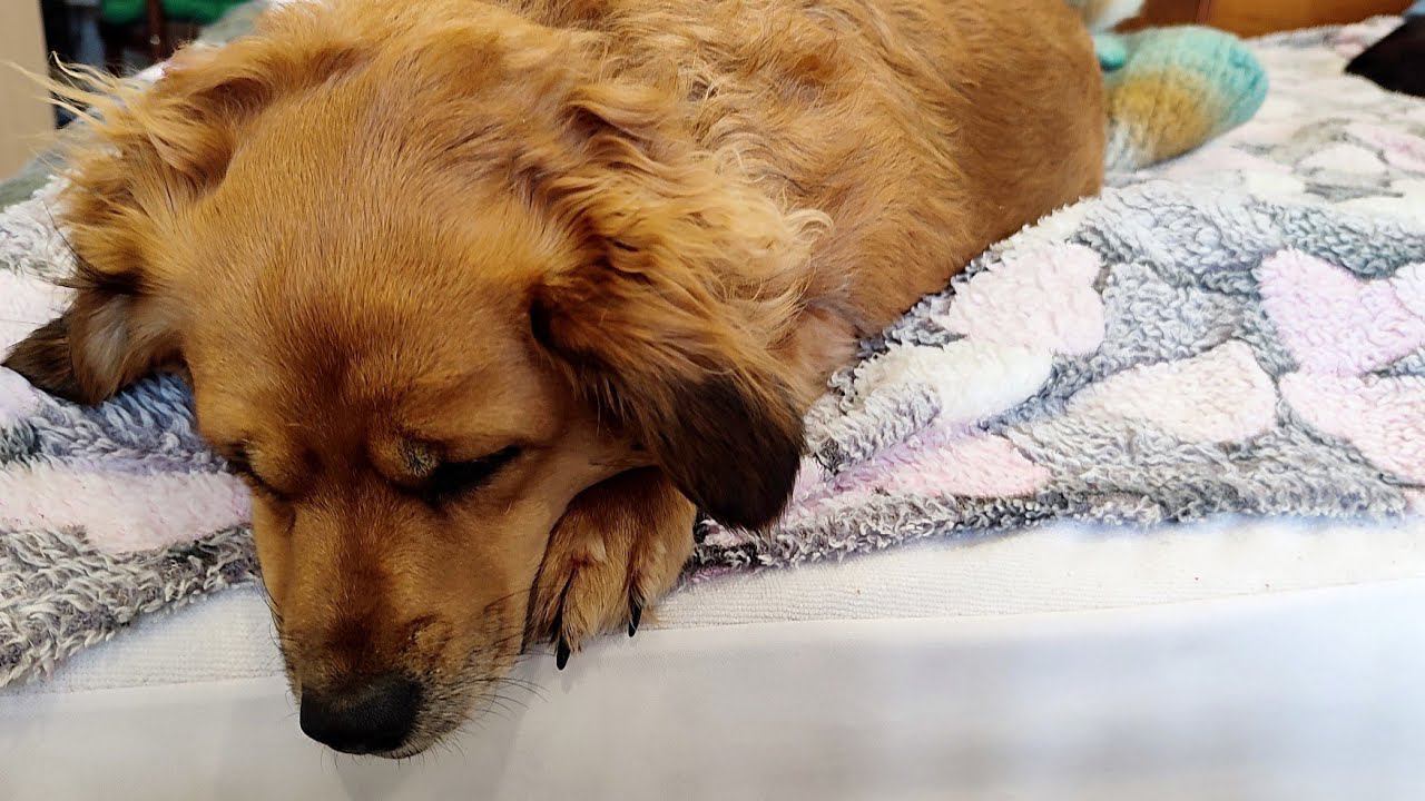 Очень нужен совет тех, у кого есть собака @vyazaniye_bez_granits смотреть онлайн