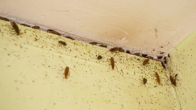 ТАРАКАНЫ БЕГАЮТ ОТ эвкалипта смотреть онлайн