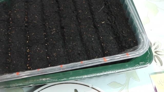 КОГДА И КАК СЕЯТЬ АНЮТИНЫ ГЛАЗКИ (ВИОЛУ) ЧТОБЫ ЗАЦВЕЛИ В ЭТОМ ЖЕ ГОДУ смотреть онлайн