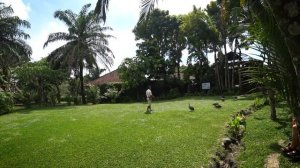 Парк птиц на Бали. Стоимость билетов. Шоу. Bali Bird Park