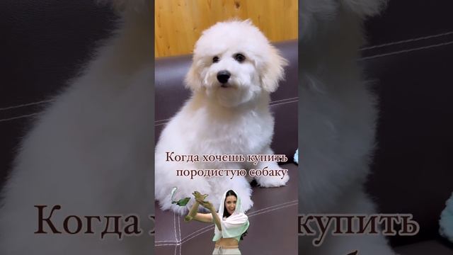 Породистая собака