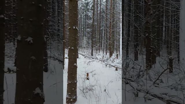 Зимний лес . Шикарно!!! / Winter forest !!!