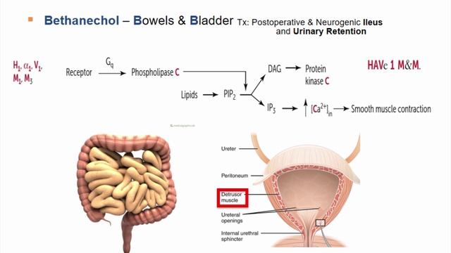 USMLE RX - 11.Фармакология - 1.Препараты Автономной НС - 9.Холиномиметики